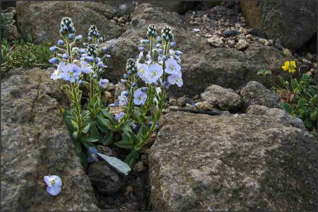 Veronica gentianoides ,Nana,